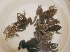 -鸽子窝(黄村店)