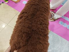 -喜鹊烤肉酒场(美乐城店)