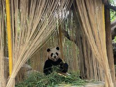 -广州长隆野生动物世界