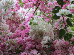 -深圳国际园林花卉博览园