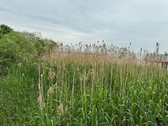 -上海吴淞炮台湾国家湿地公园
