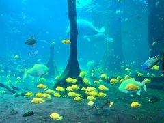 -珠海长隆海洋王国
