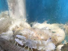-船梆煮•蒸汽海鲜·生腌干蒸(五四广场店)