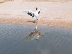 -黑龙江扎龙生态旅游区
