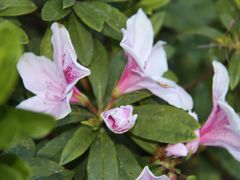 -瑞丽独树成林风景区