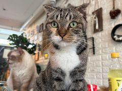 -平行世界·猫咖(首经贸店)