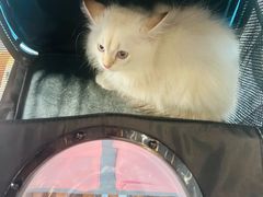 -伟伟宠物医院·瑞派猫友好医院·猫科(光谷店)