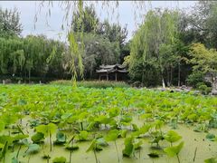 -莲湖公园