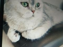 -飞行喵MR PILOT|猫舍·猫咖(静安大融城店)