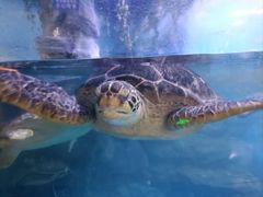 -烟台海昌鲸鲨海洋公园