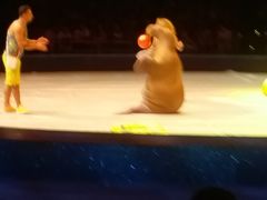 -珠海横琴长隆《卡卡虎奇遇记》