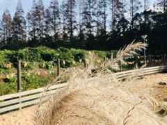 -前小桔亲子创意农场·草莓采摘·露营烧烤