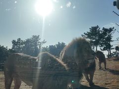 -西霞口神雕山野生动物世界