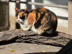 -西园寺