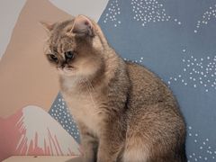 -滚猫咖啡·猫咖·猫友好撸猫(未来城店)
