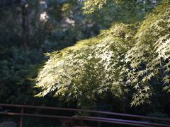 -中国茶叶博物馆(双峰馆区)