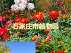 -石家庄市植物园