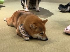 -逗柴咖啡屋·狗咖猫咖宠物桌游
