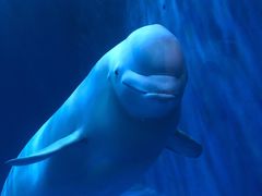 -多彩贵州城极地海洋世界