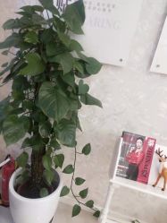 点击看大图 -Cocodemer女性健康·产后恢复(天一广场店)