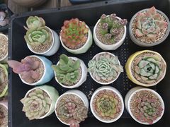 -金陵花卉交易市场