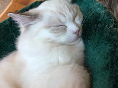 -momokira米努特·德文卷毛猫·棉花面纱犬