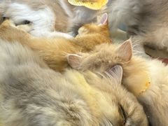 -上海长风大悦城