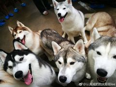 -TrueLove @ Neverland (Husky Cafe)