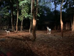 -清迈夜间动物园