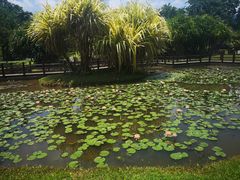 -中国科学院西双版纳热带植物园