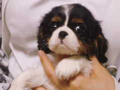 -萌宠之家·腊肠犬·马尔泰·小体犬舍