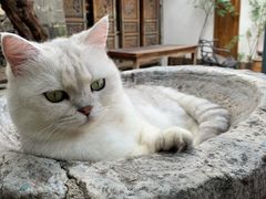 -喵屿·大理花园猫咖