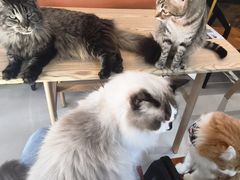 -豆逗聊愈猫阁Easy Life
