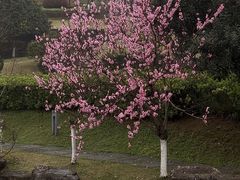 -桃花岭景区