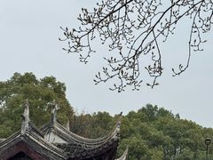 -八大山人梅湖景区