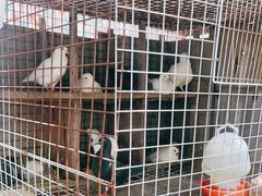 -马陆小张葡萄园农家乐