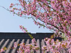 -莫愁湖公园