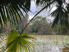 -南宁良凤江国家森林公园