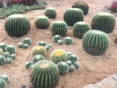-东莞植物园
