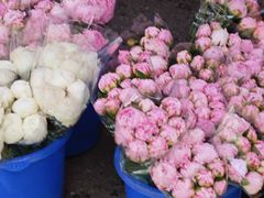 -循礼门鲜花花市(武汉循礼门店)