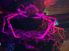 -暹罗海洋世界