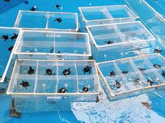 -海合安成都极地海洋公园
