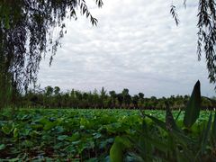 -白鹭湾湿地公园