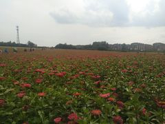 -莲花山花海