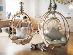 -Husky Go! 哈士奇体验馆·宠物咖啡厅狗咖