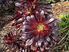 -墨尔本皇家植物园