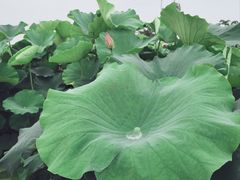 -梁鸿国家湿地公园