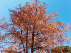 -莲花山公园