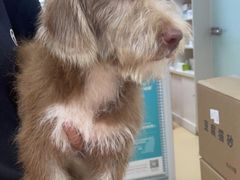 -小叮当动物医院·骨科·眼科