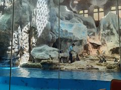 -帝企鹅自助餐厅•儿童岛•真企鹅(长隆企鹅酒店)